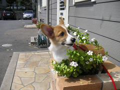 Resize of PICT0806_thumb.jpg